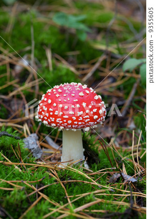 fly agaric (amanita muscaria) in forest