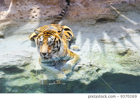 stock photo: picture of a bengal tiger near the water .