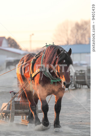 stock photo: banba