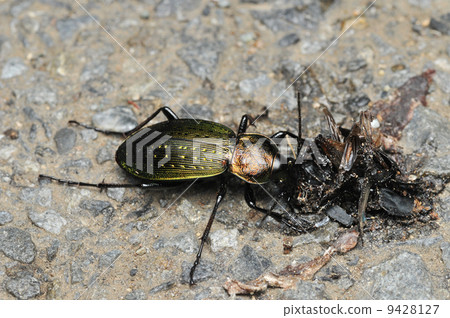 photo : predation, beetle, bug