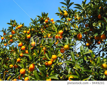 柑类水果有哪些_哪些水果对眼睛好_肾结石水果吃哪些水果