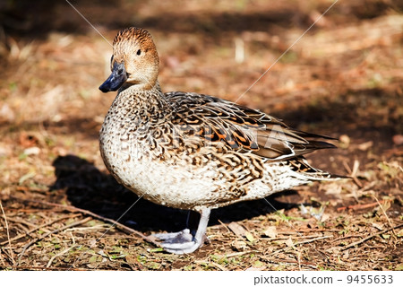 图库照片: wild duck