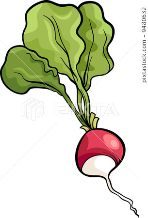 插图素材: radish vegetable cartoon illustration