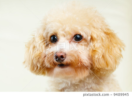 dog poodle