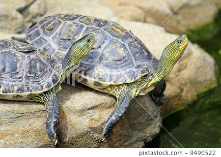 图库照片: turtle