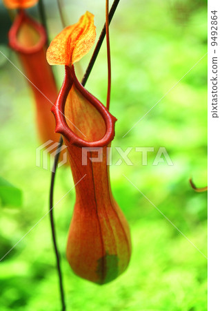 pitcher plant