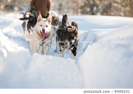 图库照片: sled dog