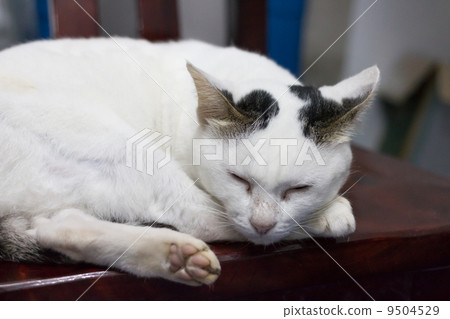 图库照片: white cat