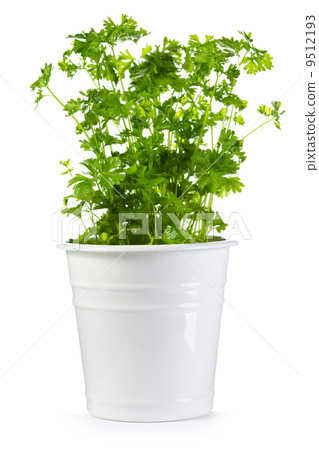 图库照片: fresh parsley in a pot