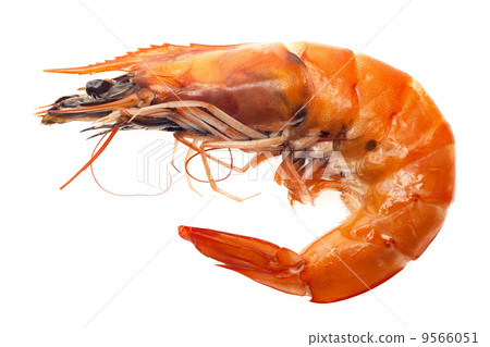 图库照片: shrimp isolated