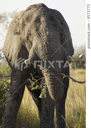 animal/bird land_animal elephant photo african elephant home