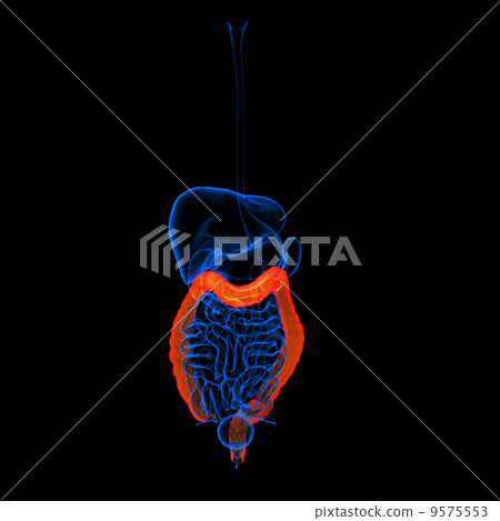 插图素材: human digestive system large intestine red colored