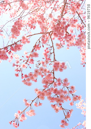 flower, weeping cherry tree, blue flowers