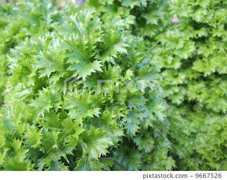 图库照片 芥末植物 芥末菜 芥菜