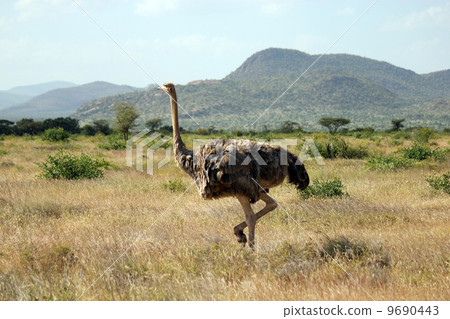 stock photo ostrich samburu national reserve