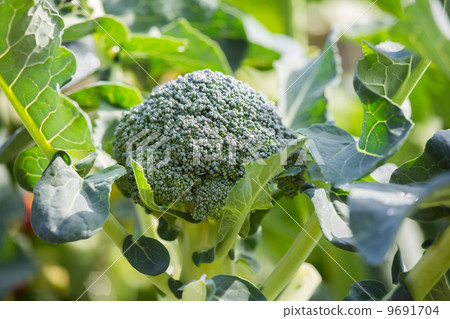 照片素材(图片): broccoli