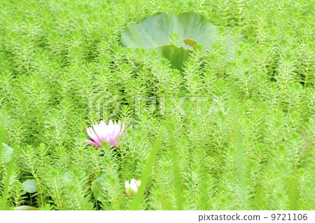 stock photo: water plants