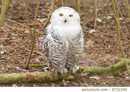 snow owl with large claws