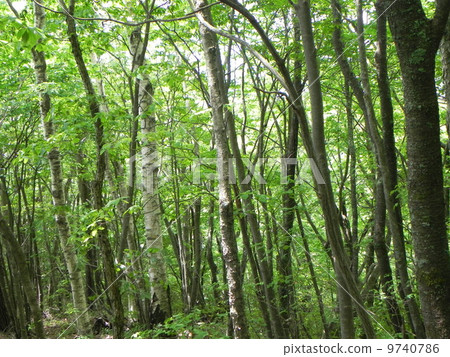 灌木丛 草丛 首页 照片 风景_自然 森林_森林 森林 分类树 灌木丛