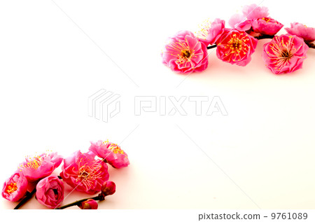 plum blossoms, japanese apricot flower, japanese