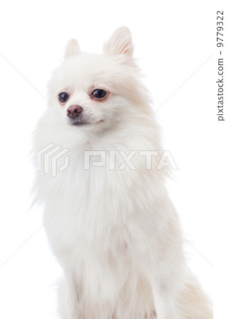 图库照片: white pomeranian dog portrait