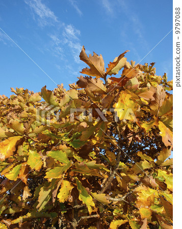 stock photo kashiwa's yellow leaves