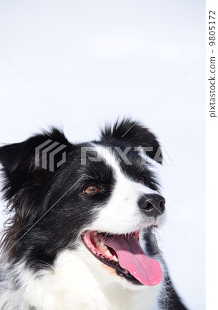 图库照片 博德牧羊犬 西方品种狗 狗