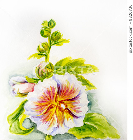 插图素材: hollyhock flowers. watercolor