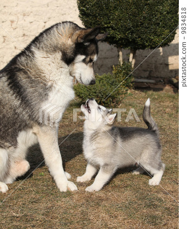 照片素材(图片): alaskan malamute parent with puppy