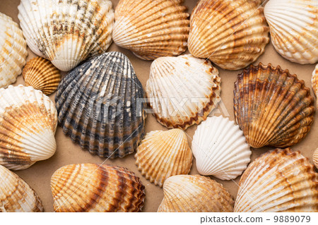 图库照片: heap textured sea shells