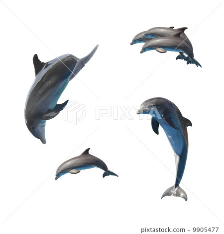 jumping dolphins on white