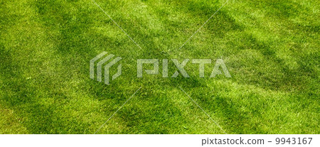 照片素材(图片): grass field texture background