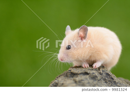 stock photo hampster hamster small animal