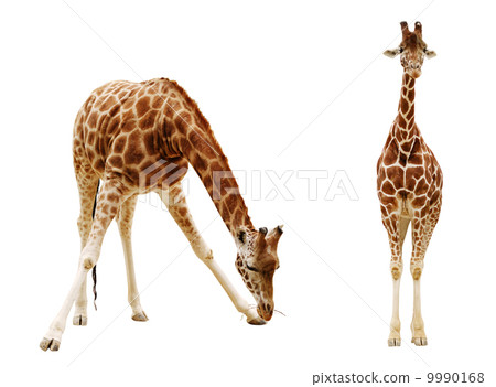 图库照片: giraffe isolated on white background