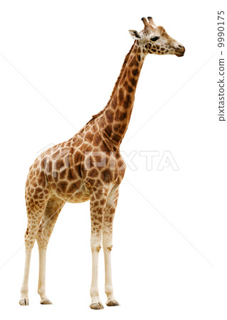 图库照片: giraffe isolated on white background.