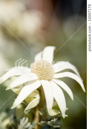 flannel flower, blue flowers, white flowers