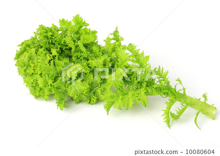 芥末叶 芥末植物 野菜