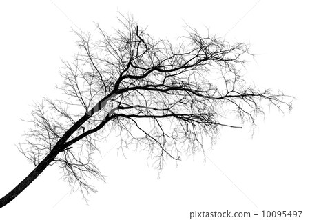 black silhouette of tilt leafless tree isolated on white