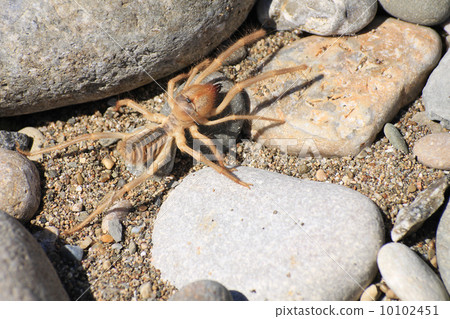 camel spider or solfugid