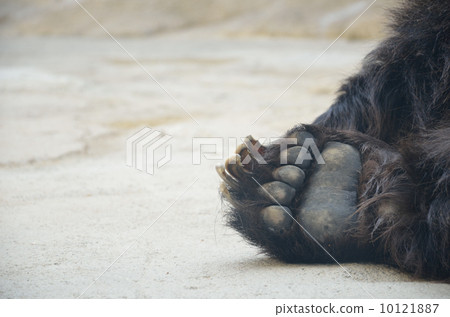 图库照片: 熊的脚