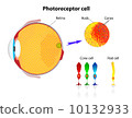 human eye structure