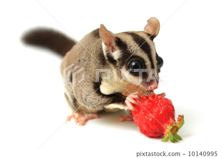 Flying squirrel,great horned owl japanese flying squirrel, little girl, studio photo