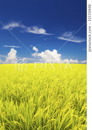 图库照片: paddy rice field.