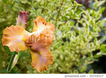 图库照片: iris flower