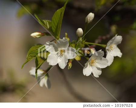 stock photo: wild cherry tree, wild cherry blossom, white