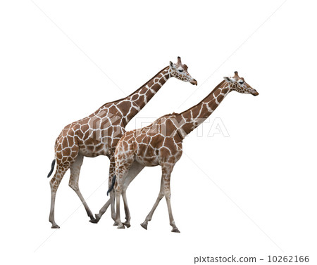 图库照片: two giraffes