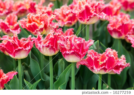 flowerbed,pickpocket tulips on flowerbed
