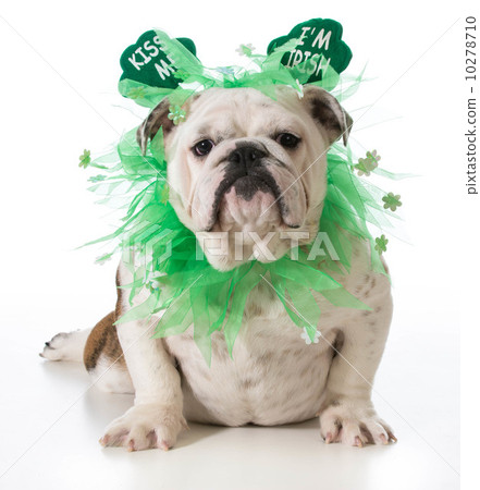 图库照片: st. patricks day dog