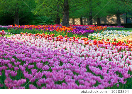 图库照片: bright flowerbed in keukenhof