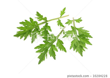 mugwort, spring flower, japan